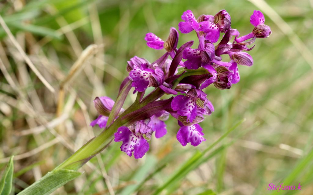 Da identificare ! Anacamptis morio